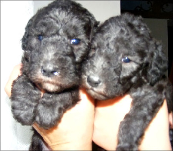 due cuccioli bedlington terrier